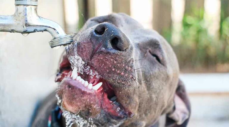 citerne souple pour hydratation des animaux