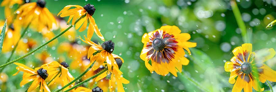 eau jardin printemps fleur